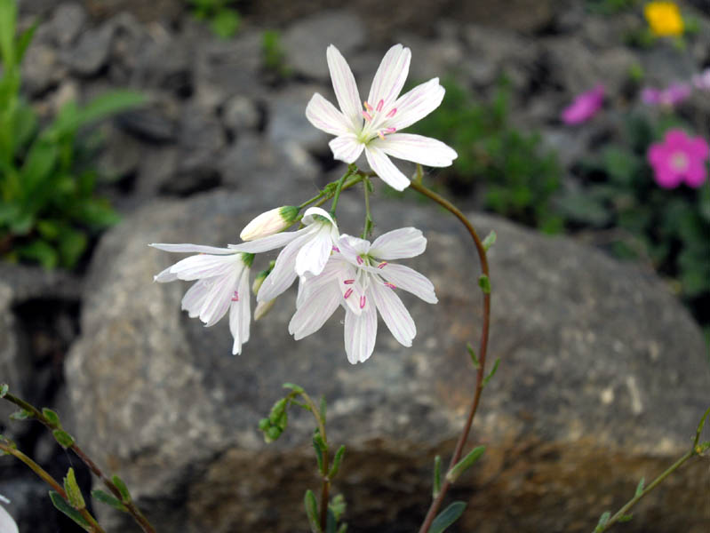 Lewisia columbiana 'Alba' photo